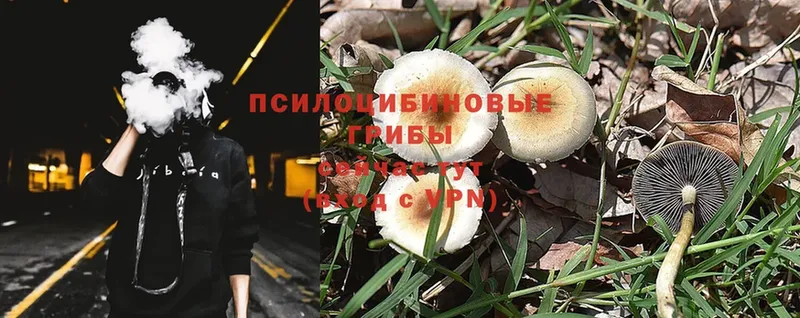 кракен сайт  Могоча  Псилоцибиновые грибы Psilocybe 